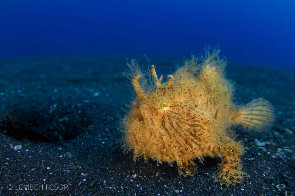 Hairy frogfish in Lembeh