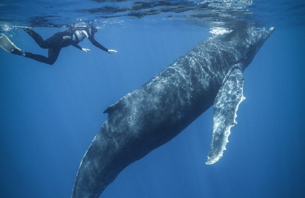 Experiencing Humpback Whales in Tonga