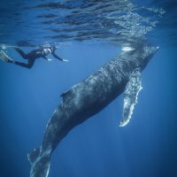 Swimming with Humpback whales in Tonga Photo: Tre' Packard