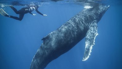 Swimming with Humpback whales in Tonga Photo: Tre' Packard