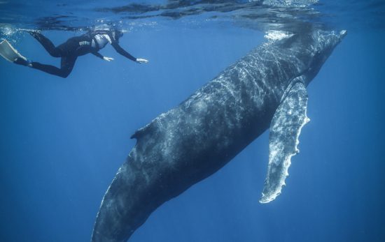 Swimming with Humpback whales in Tonga Photo: Tre' Packard