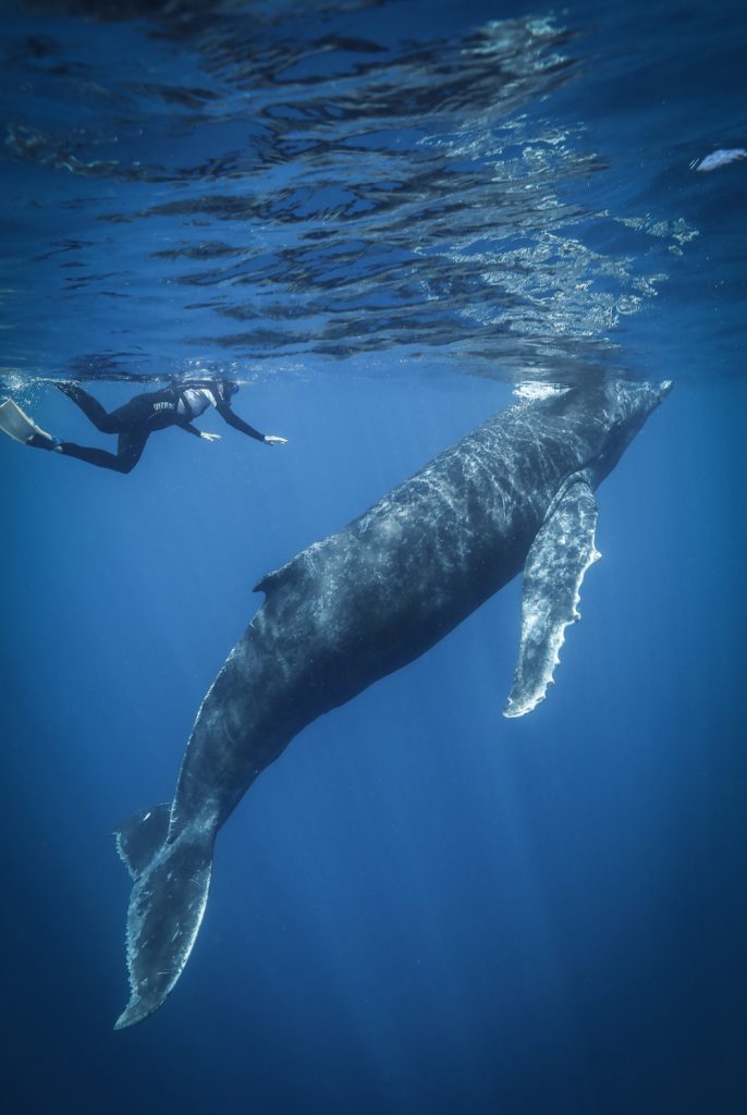 Swimming with Humpback whales in Tonga Photo: Tre' Packard