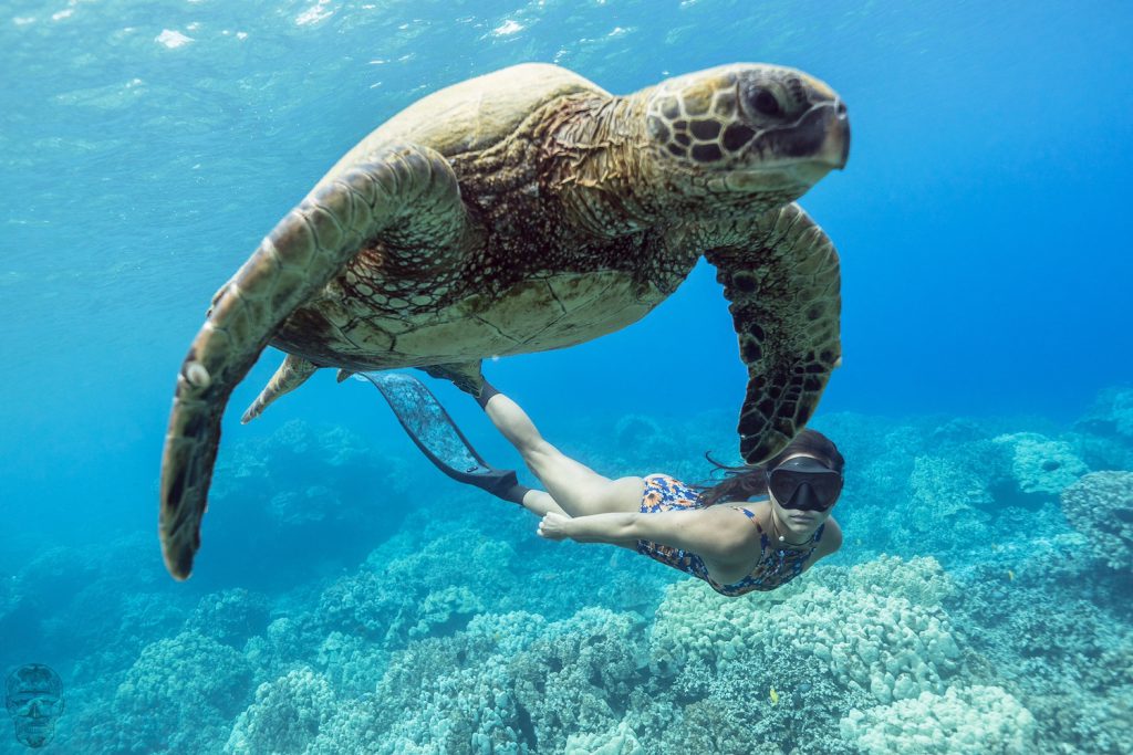 Freediving in Hawaii Photo: Kris Landers