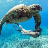 Freediving in Hawaii Photo: Kris Landers