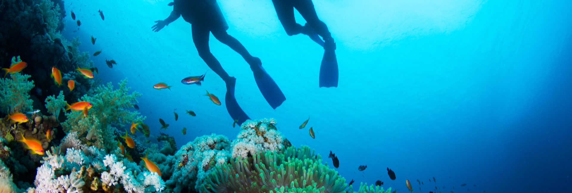 Breathtaking Experiences You Have When Learning to Dive