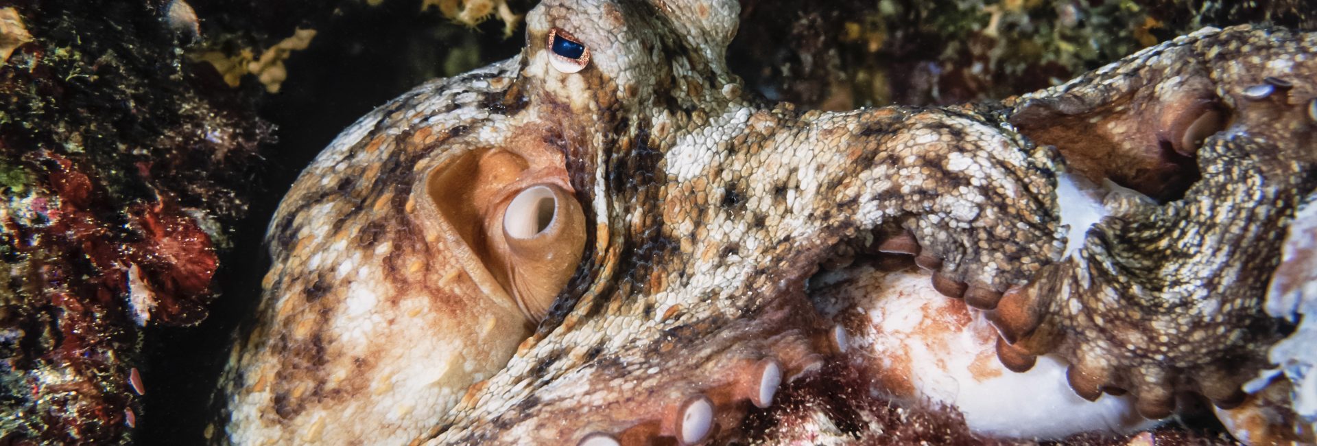 An Octopus’s Garden – More than just a Song!