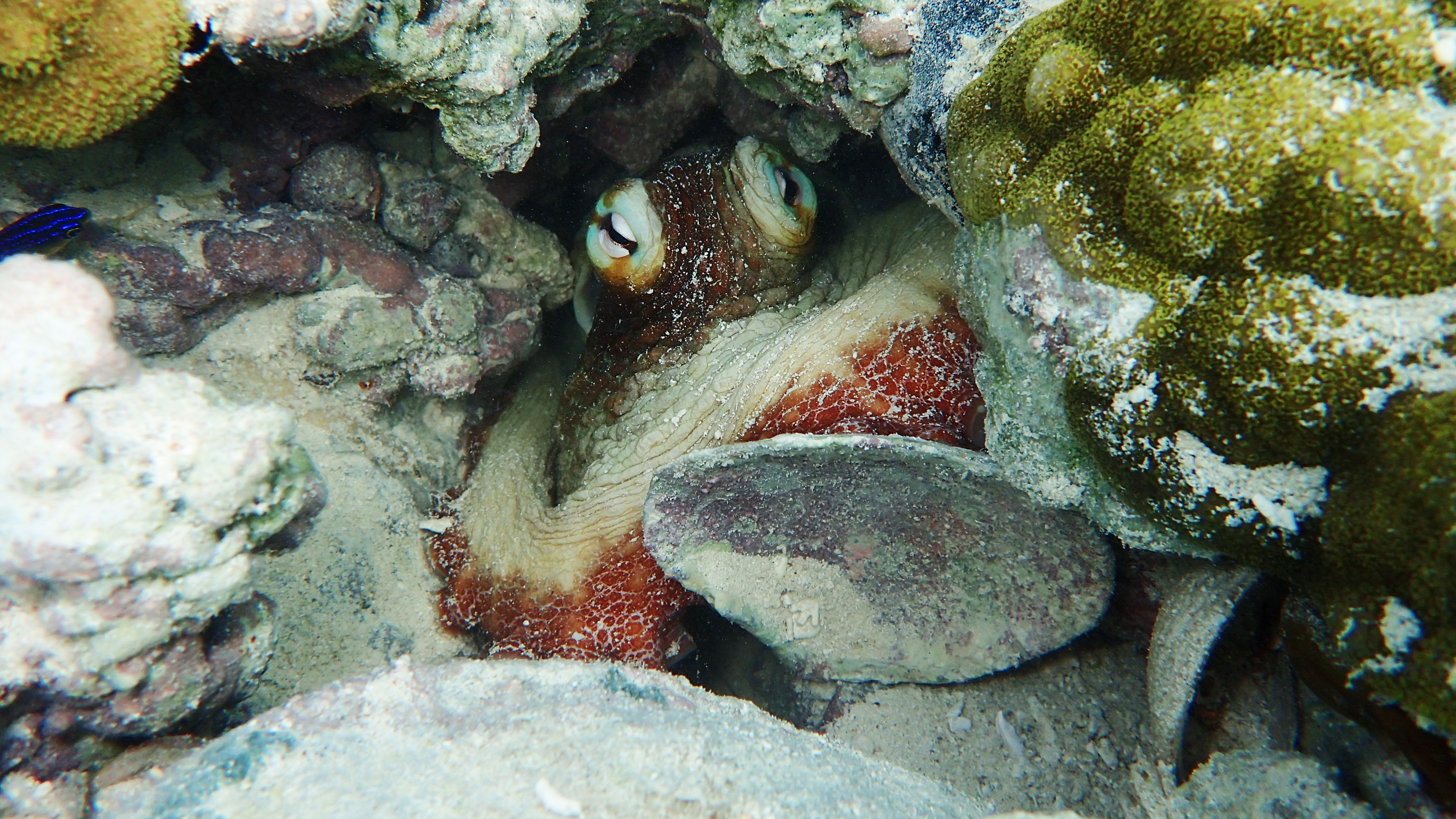 Octopus den