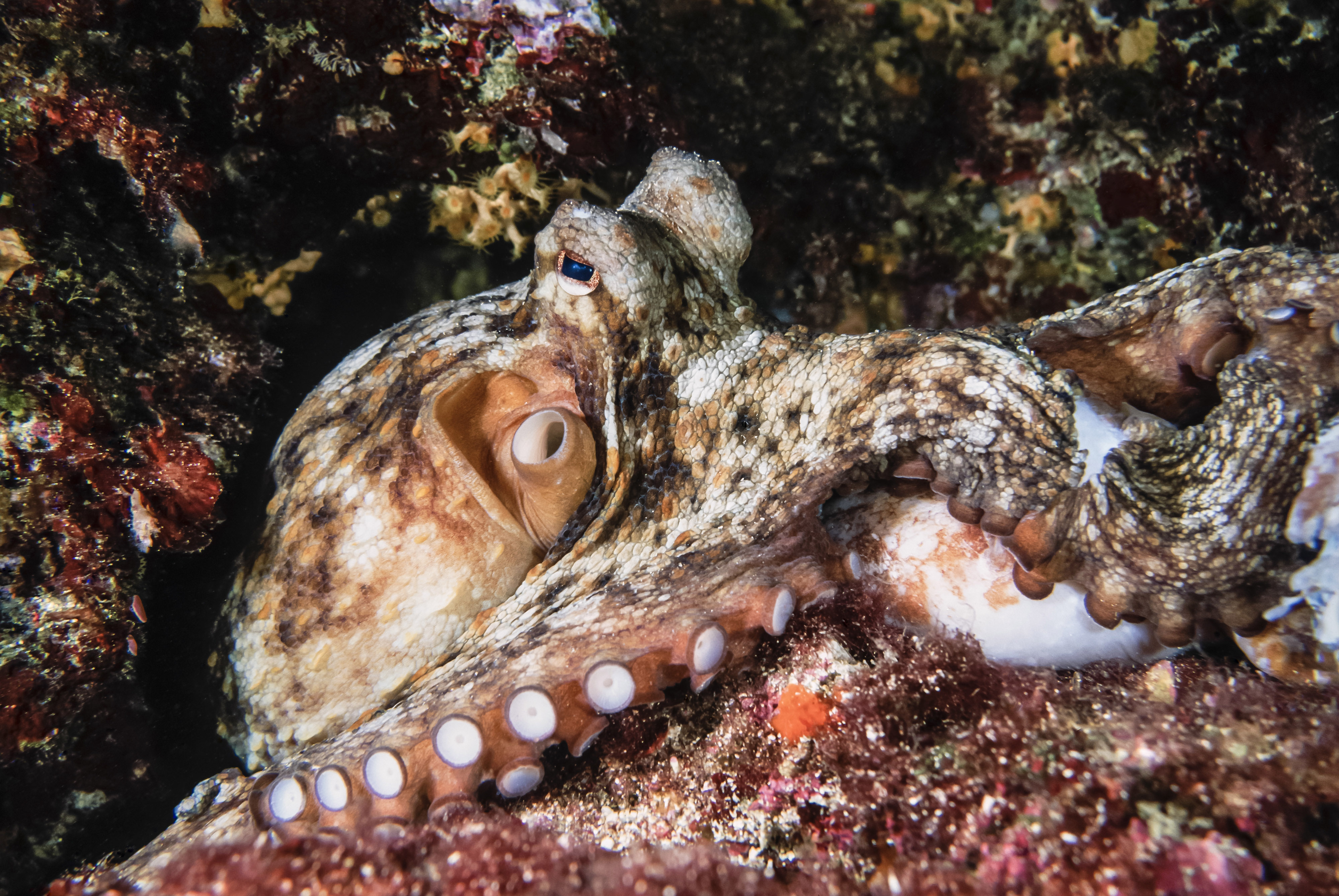 An Octopus S Garden More Than Just A Song