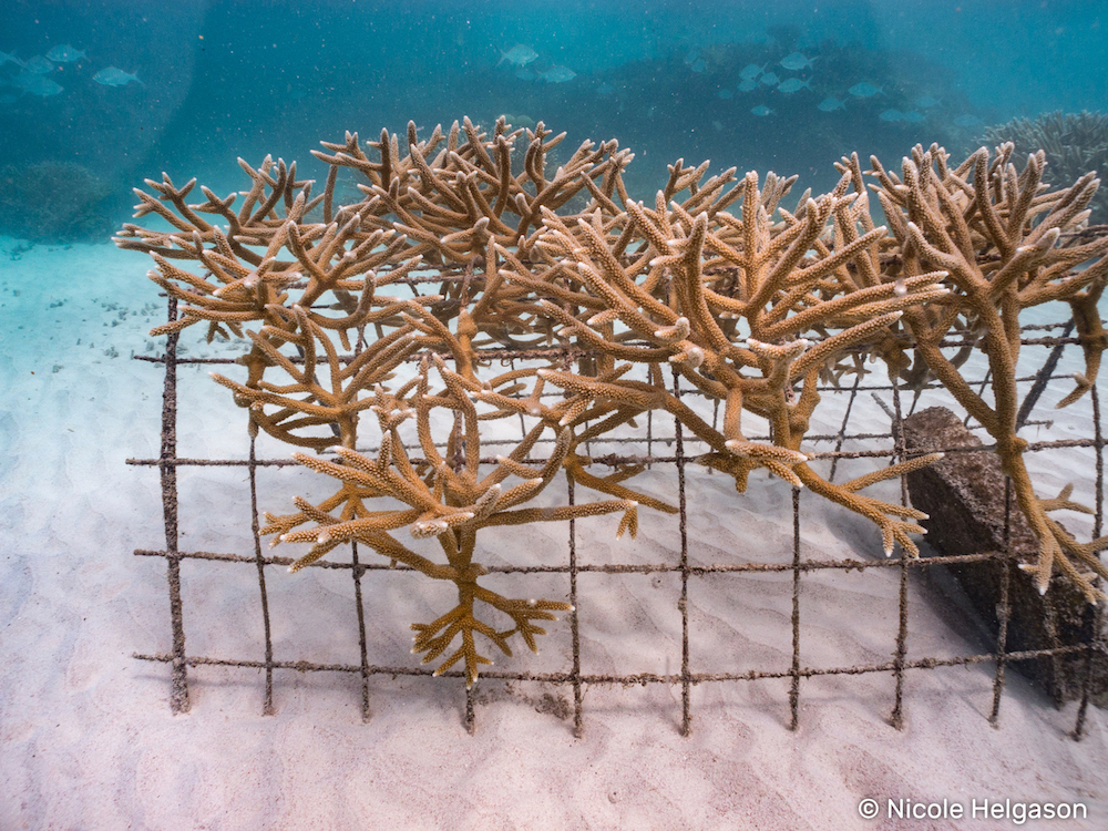 coral restoration