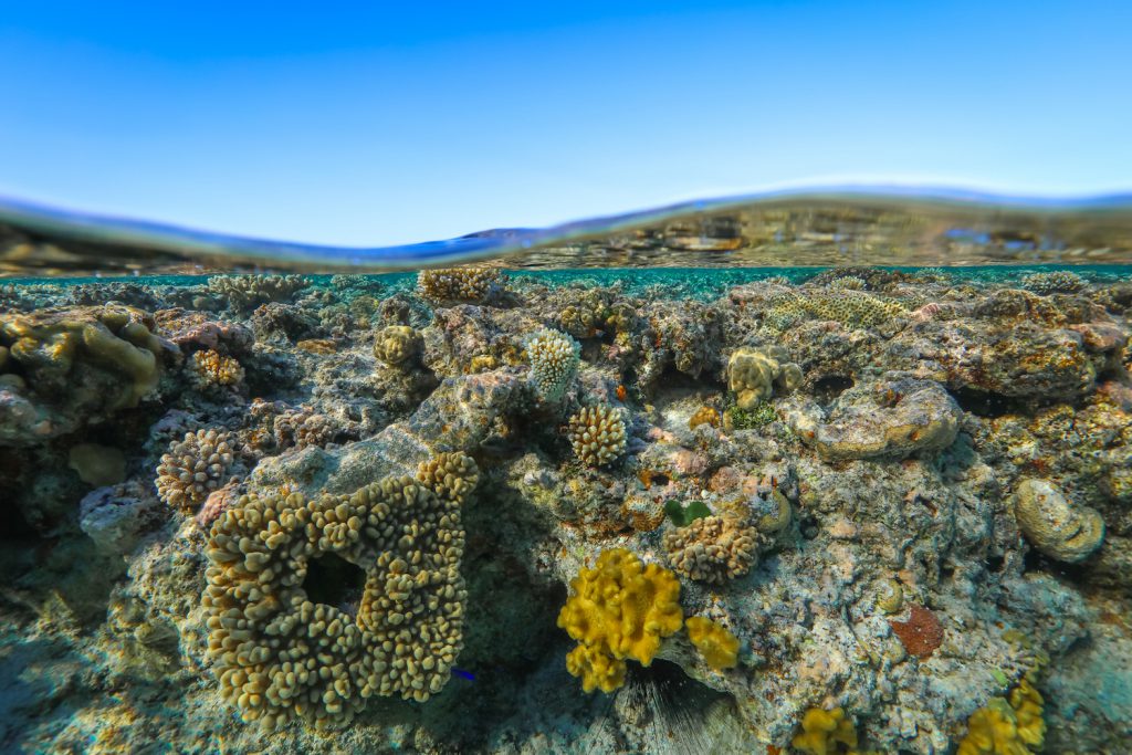 Reef in tonga Photo: Tre' Packard