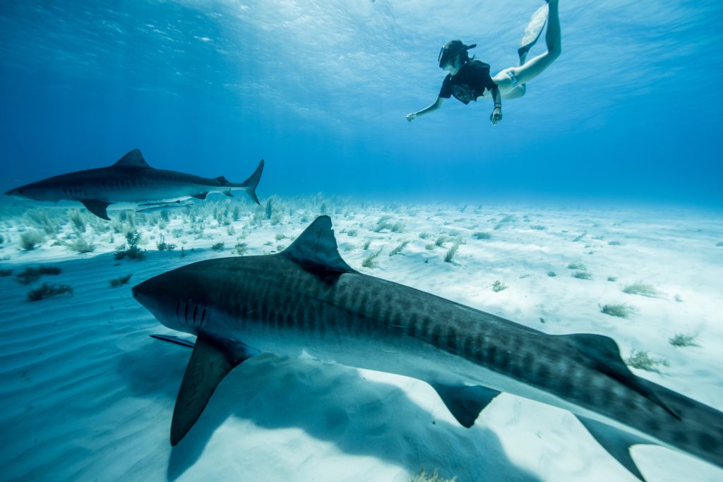 10 Photos That Will Make You Want to Dive Tiger Beach in the Bahamas