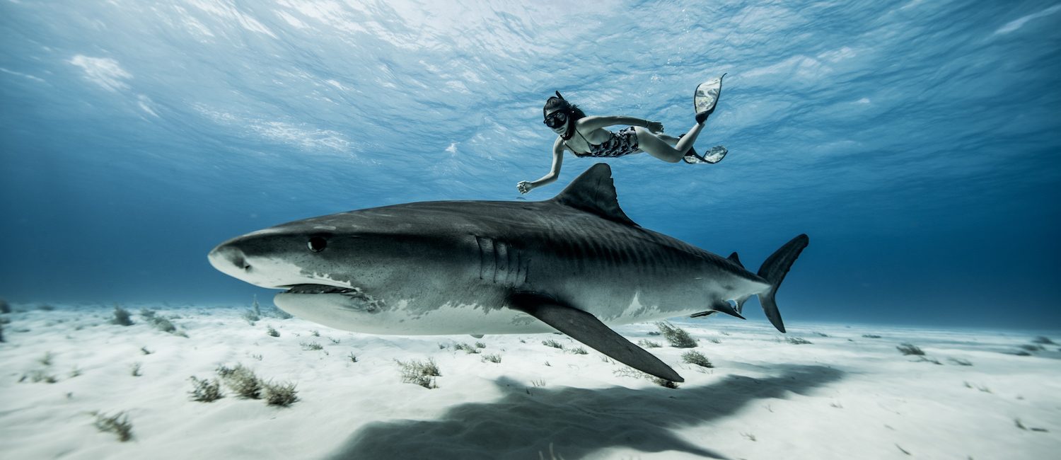 10 Photos That Will Make You Want to Dive Tiger Beach in the Bahamas