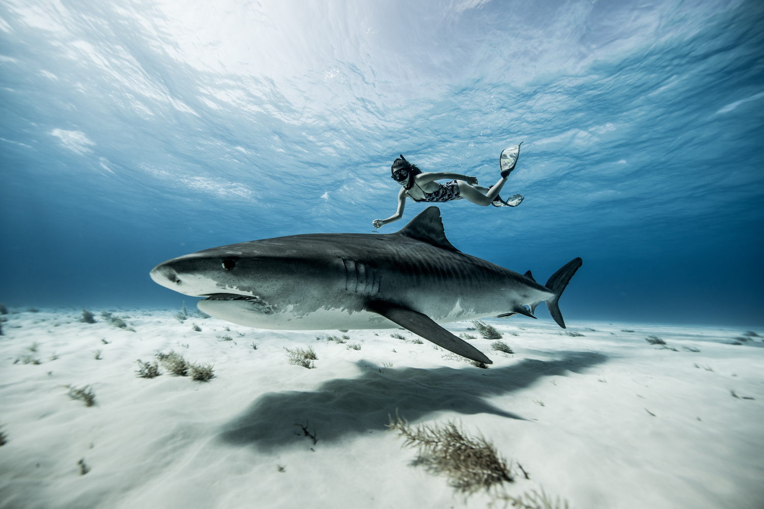 Tiger Shark Diving at Tiger Beach Bahamas — SDM Diving