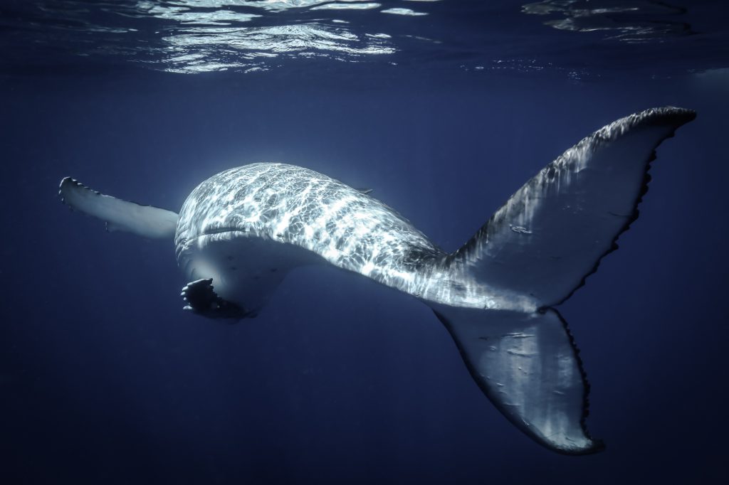 Swimming with Humpback whales in Tonga Photo: Tre' Packard