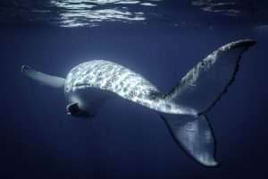 Experiencing Humpback Whales in Tonga