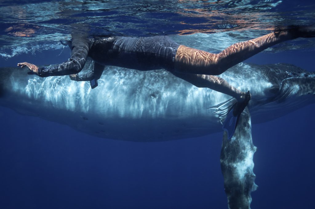Swimming with Humpback whales in Tonga Photo: Tre' Packard