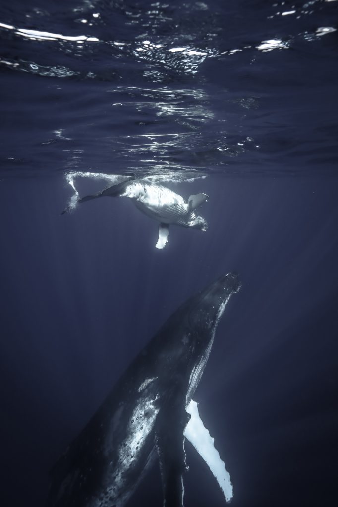 Swimming with humpback whales in Tonga. Photo: Tre' Packard