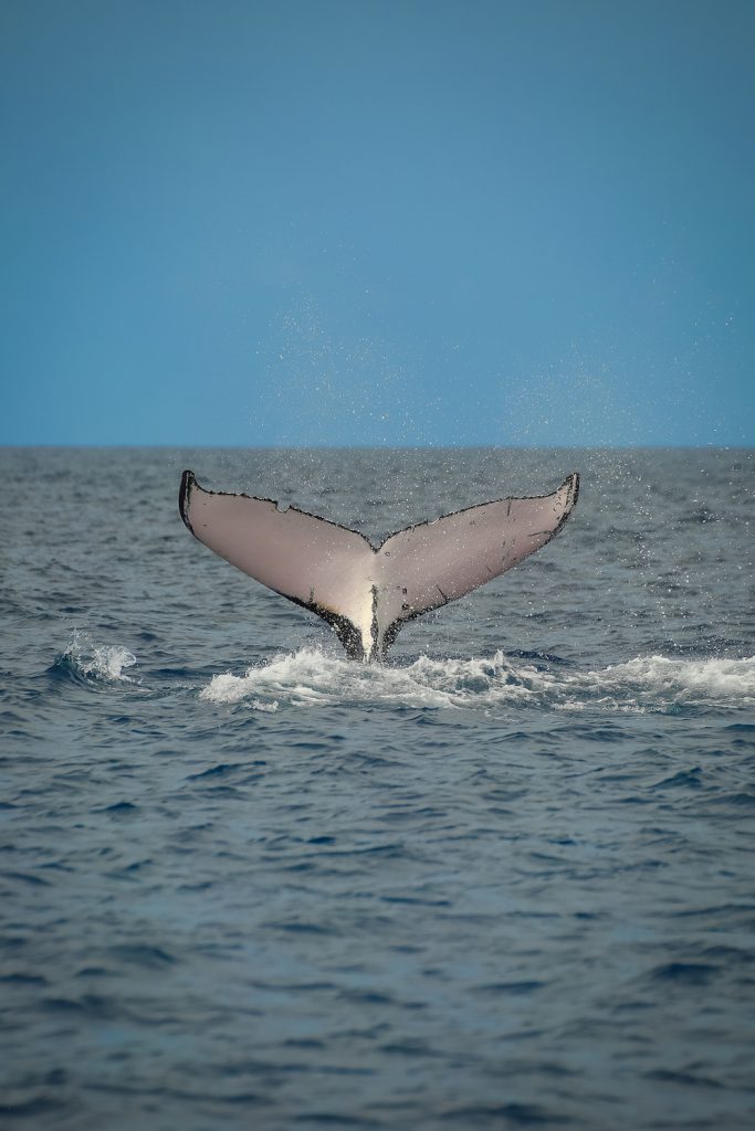 Swimming with Humpback whales in Tonga Photo: Tre' Packard