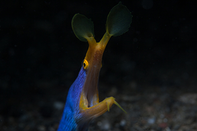 marine life in lembeh