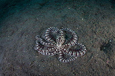 muck diving in lembeh