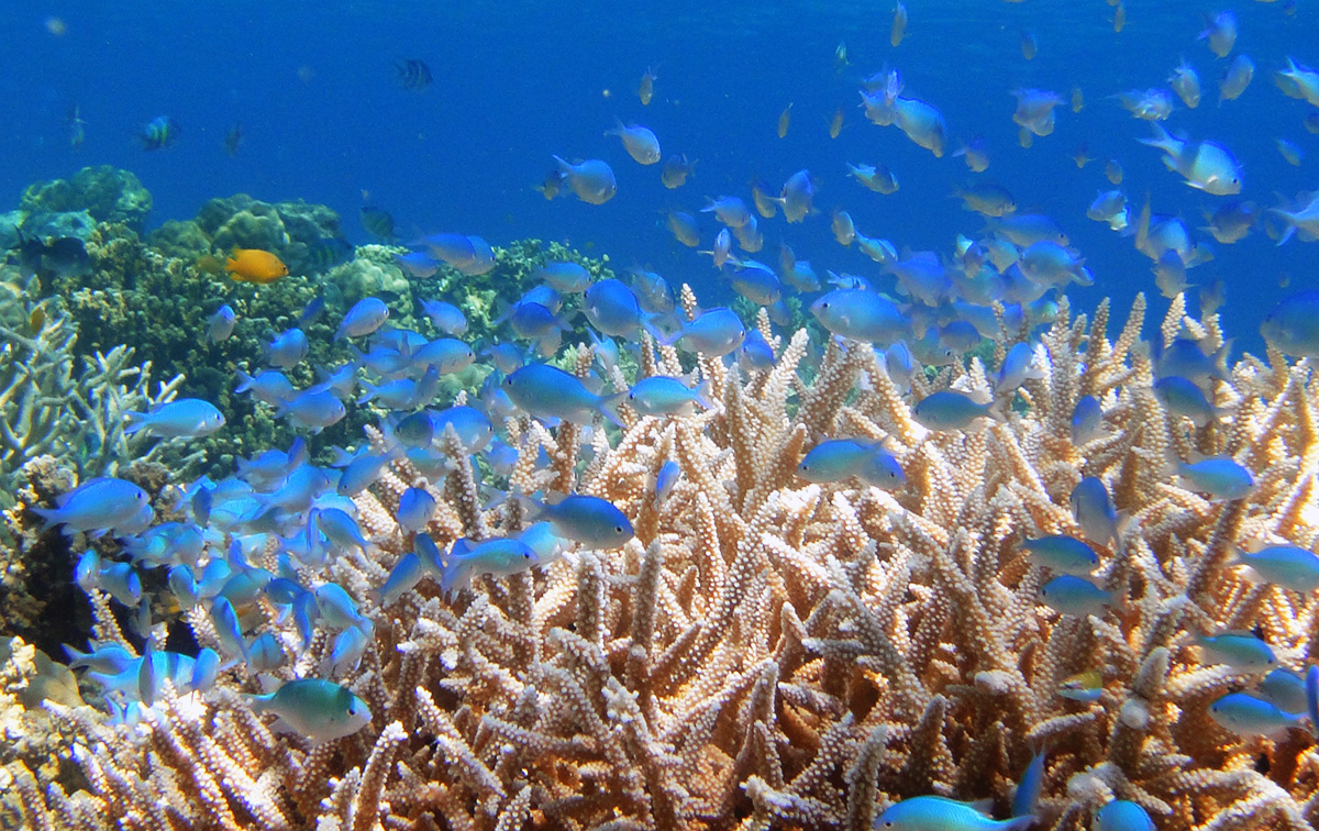 海を愛するダイバーとして、サンゴに優しい日焼け止めを使いませんか？
