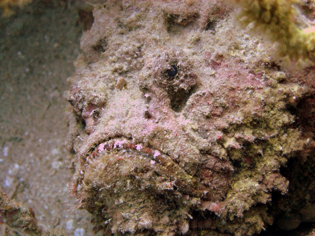 海の最強猛毒生物 オニダルマオコゼ