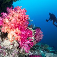 fiji scuba diving