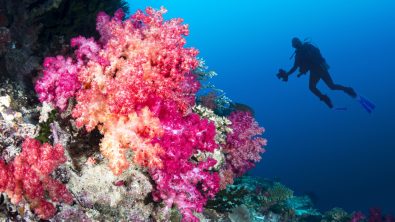 fiji scuba diving