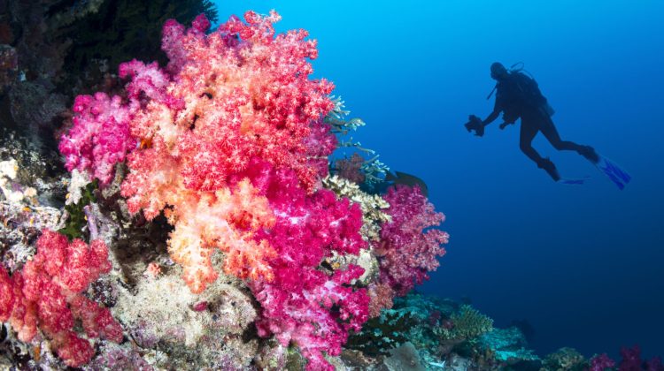 fiji scuba diving