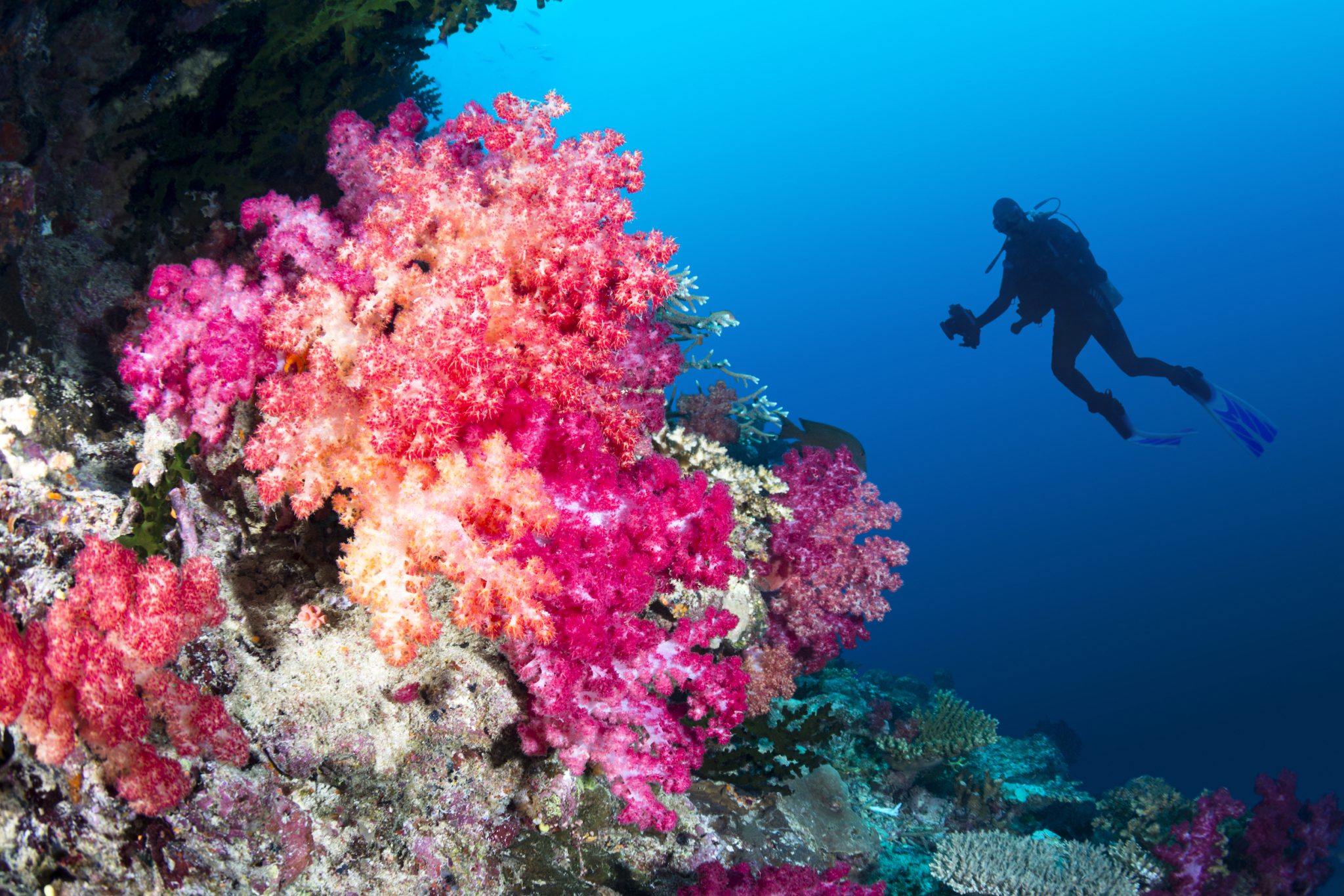 Plongée sous-marine : 23 destinations de plongée à travers le monde