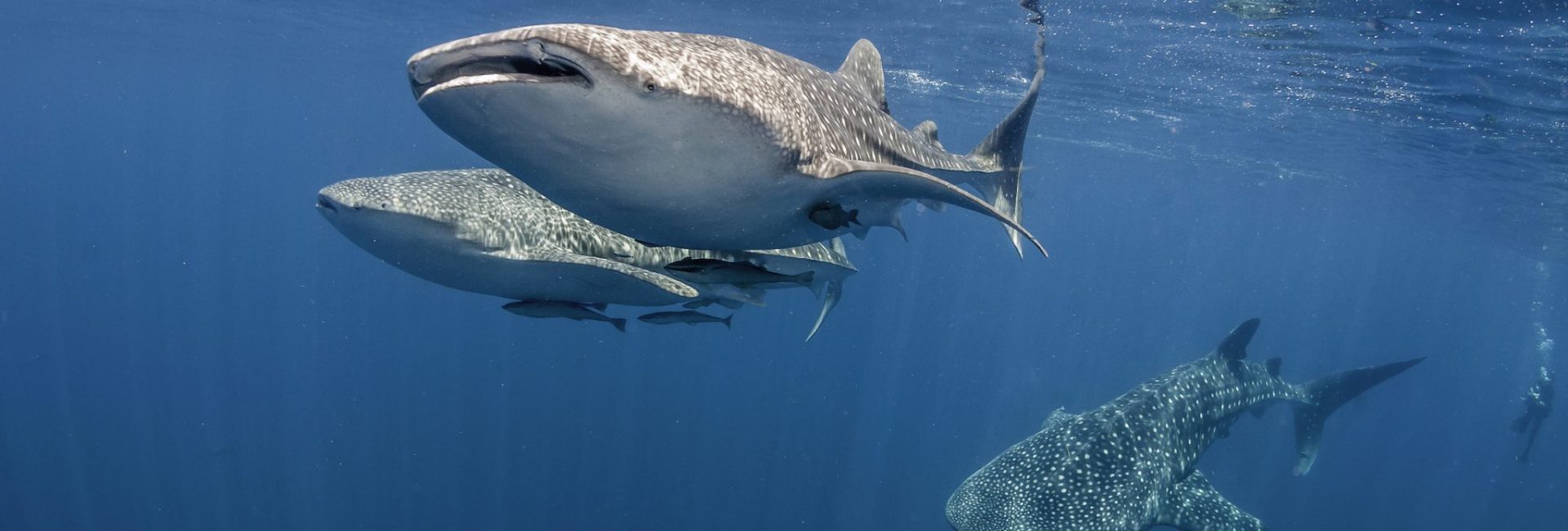Surprising Marine Animals Found in Indonesia