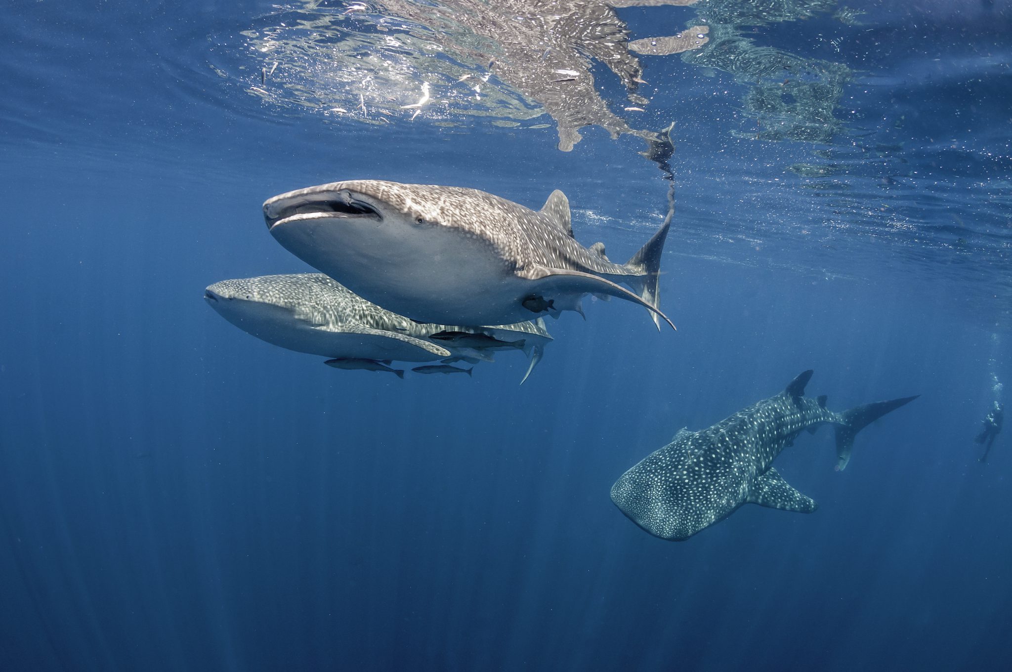 Three whale sharks in Cenderawasih Bay, Indonesia, which offers some of the best whale shark diving in the world