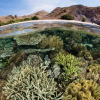 coral reef