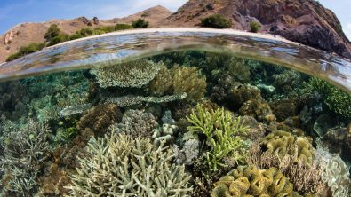 coral reef