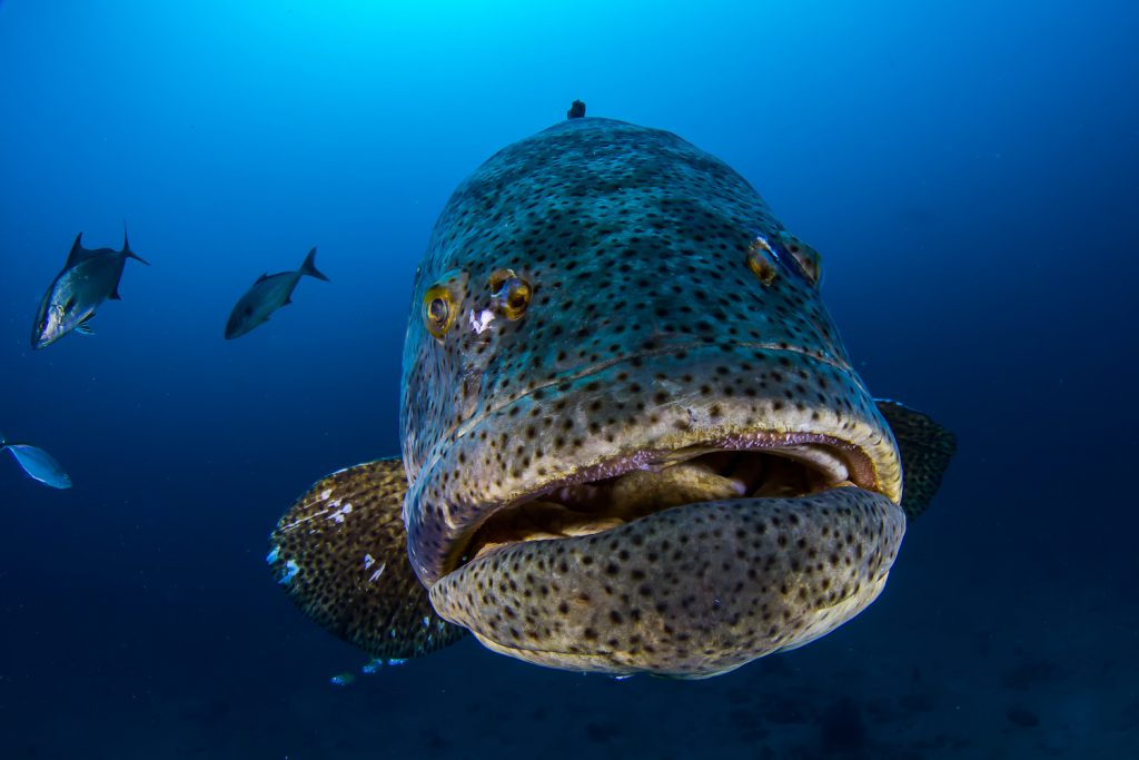 Goliath Grouper