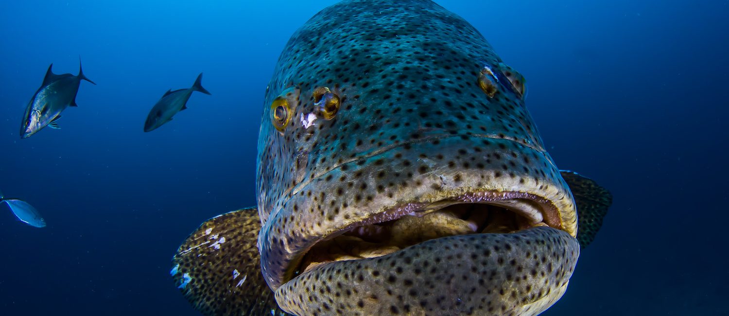 Goliath Grouper May Lose Protection in Florida, USA