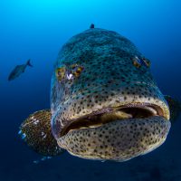 Goliath Grouper