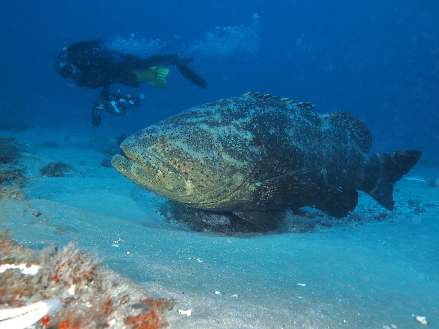 Goliath Grouper