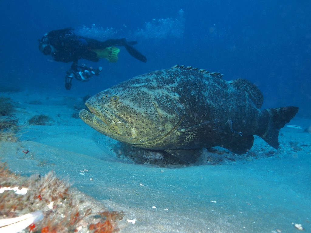 Goliath Grouper 