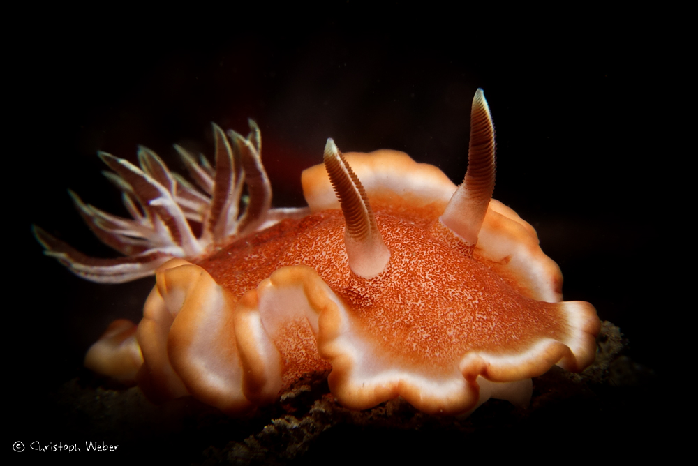 Sulawesi 2017 Nudibranch