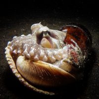 Sulawesi 2017 Octopus