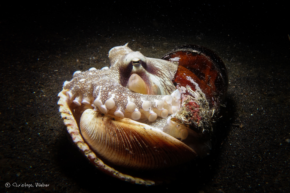 Sulawesi 2017 Octopus