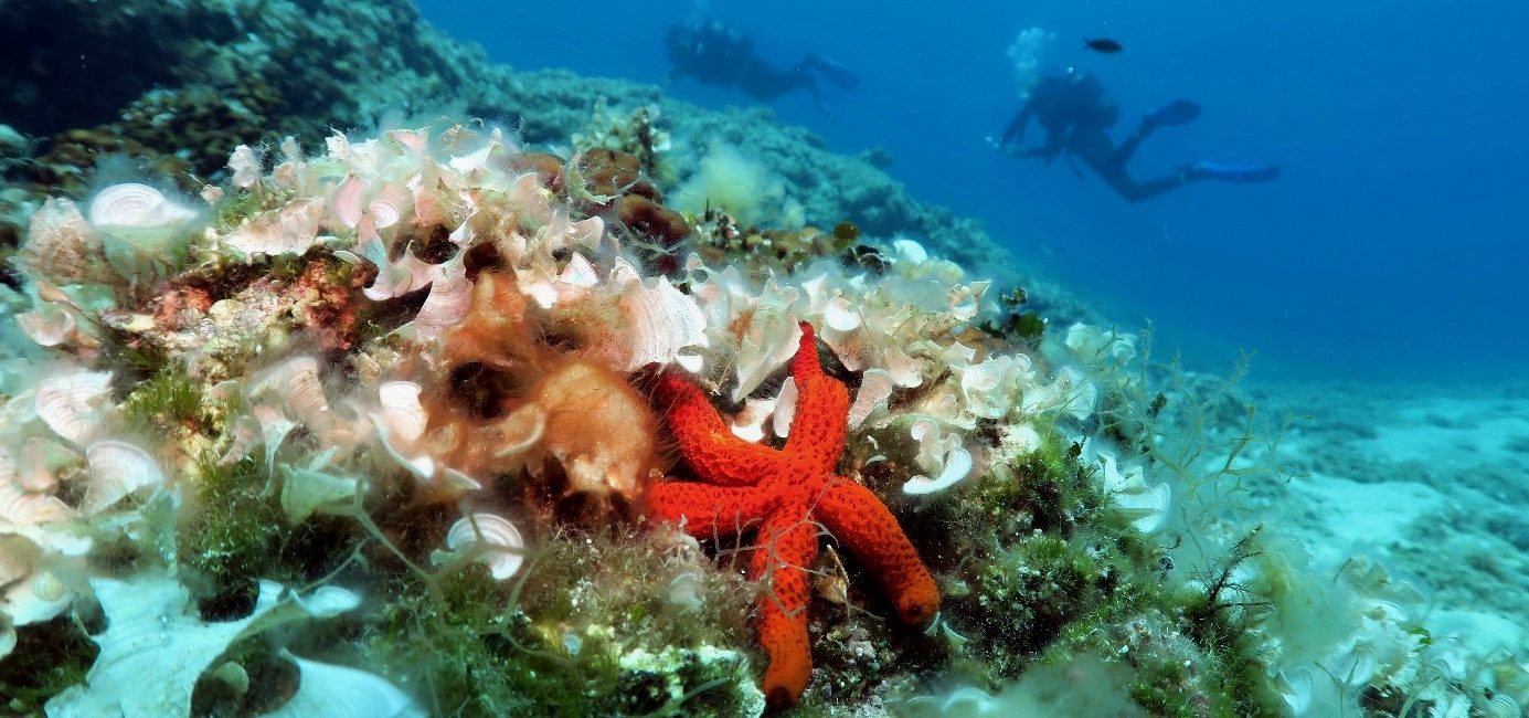 5 gute Gründe für Alonissos (Griechenland)