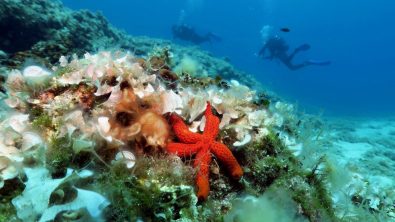 Alonissos National Marine Park