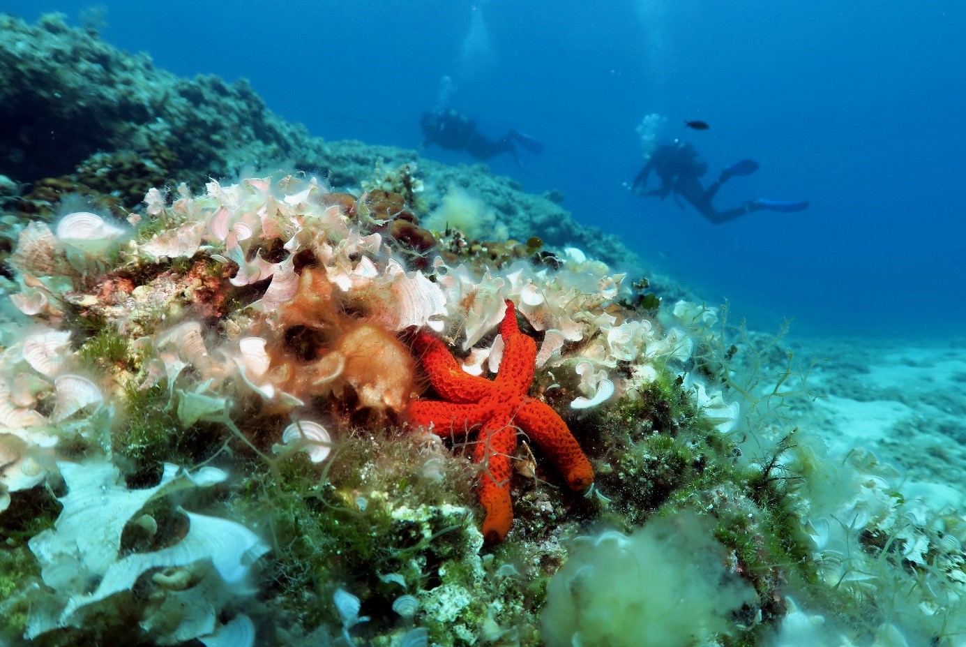 Alonissos National Marine Park