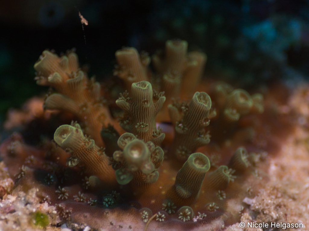Juvenile corals like this one are the sign of a healthy reef. Photo: Nicole Helgason