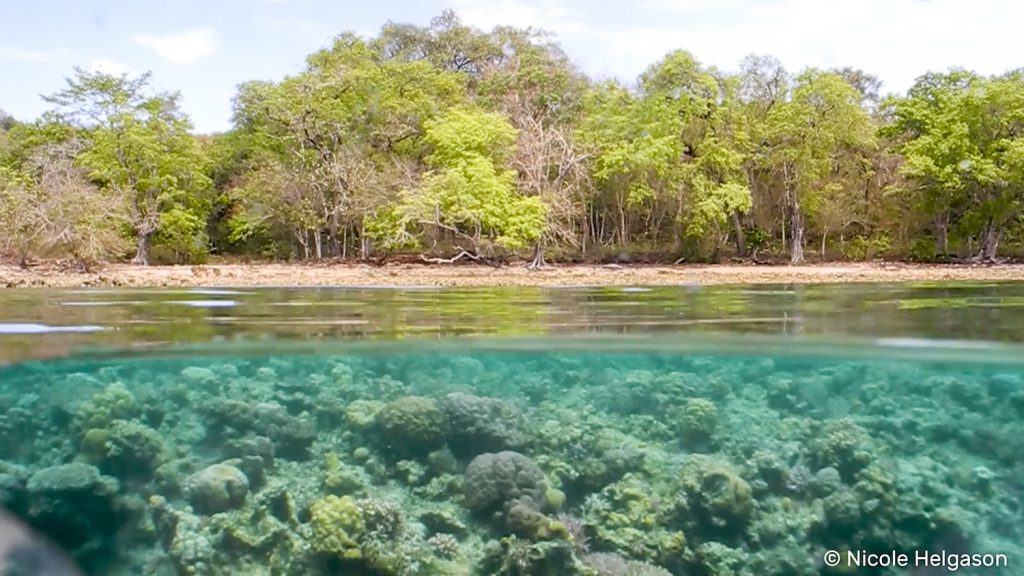 Corals act as a buffer reducing erosion and loss to the coastline. Photo: Nicole Helgason