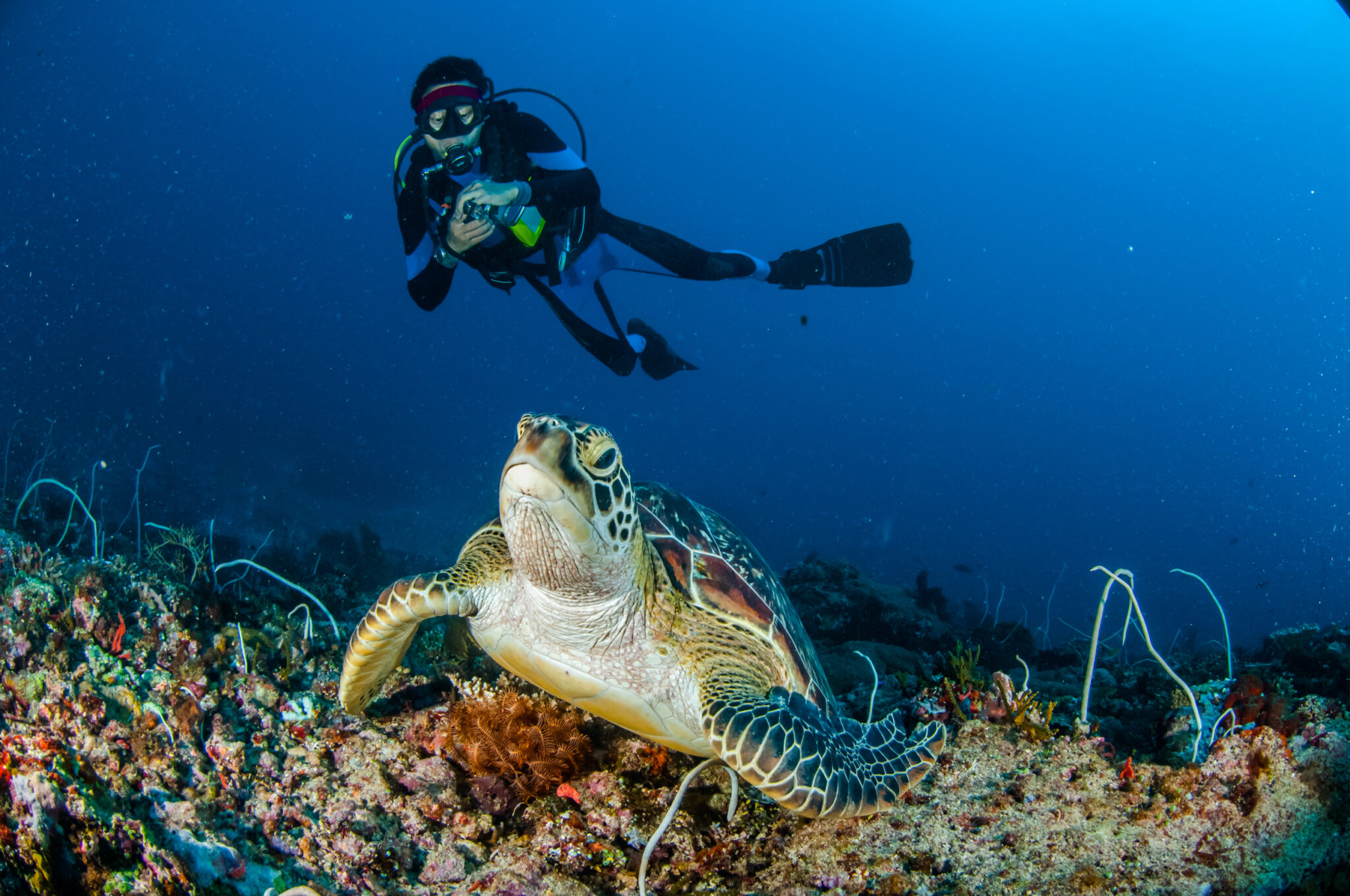 A scuba diver watching a green sea turtle, one of the favorite things to see when diving in February in the Andaman Islands