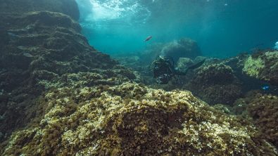 Diving in Formentera