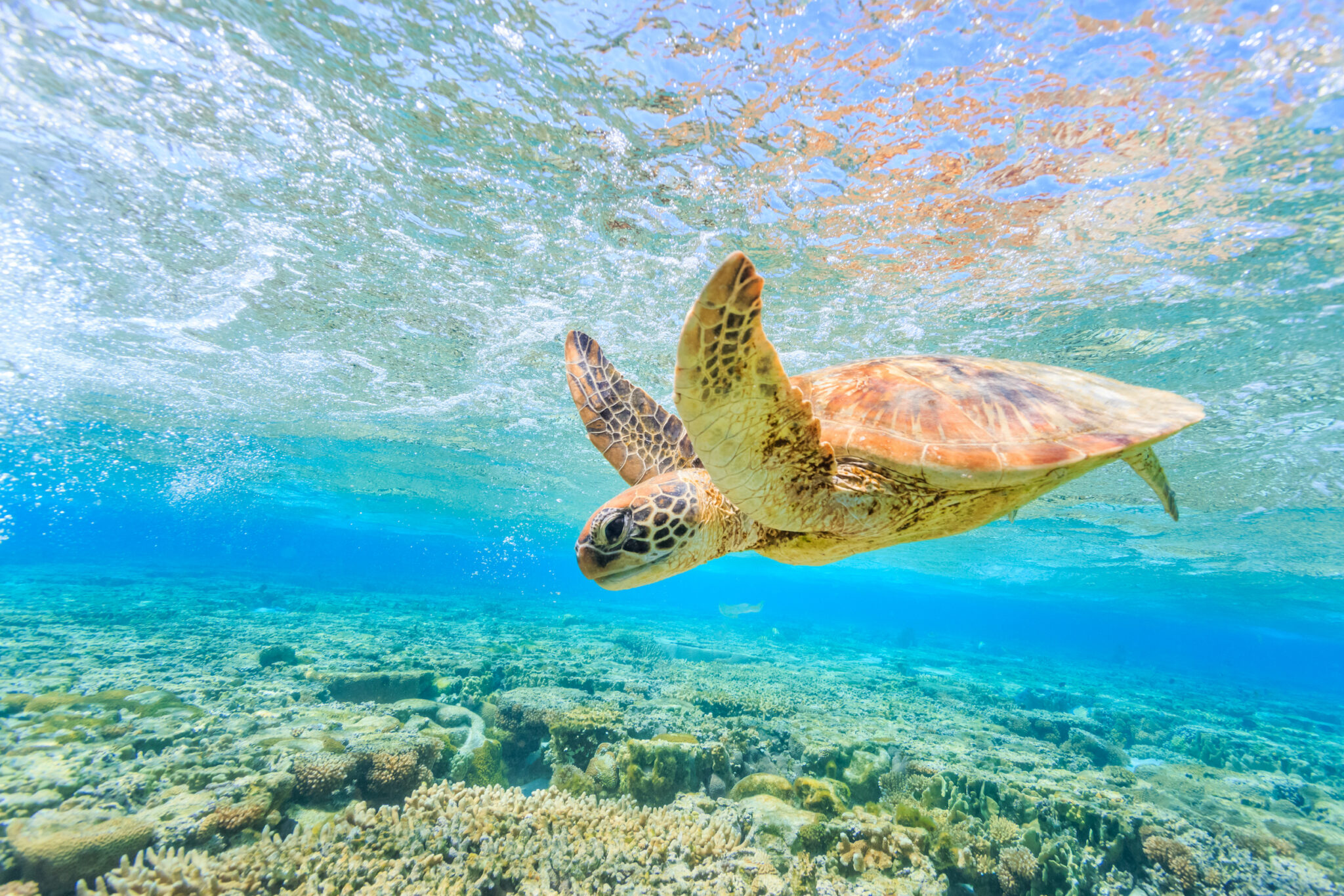 Go Diving and Swimming With Green Sea Turtles